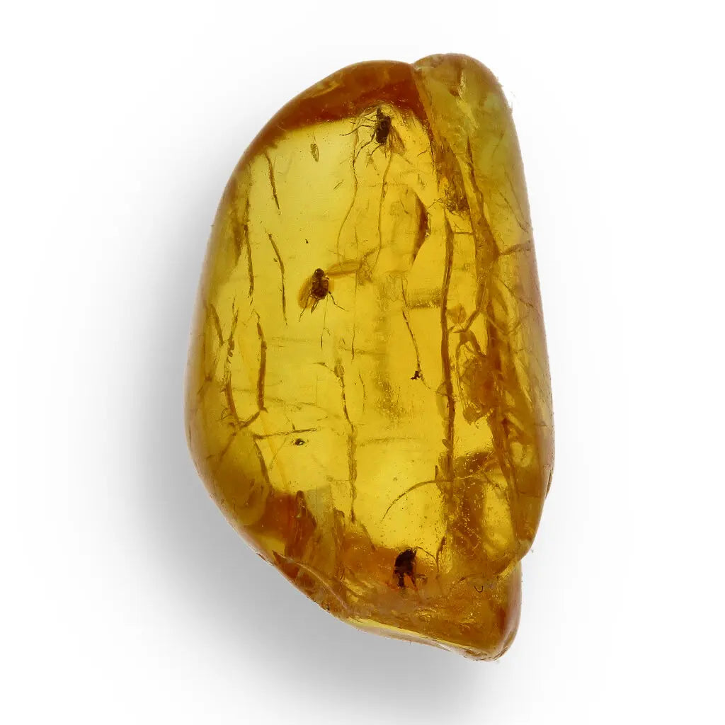 Get your Collector Baltic Amber Fossil with Ancient Insect Inclusion online now or in store at Forever Gems in Franschhoek, South Africa