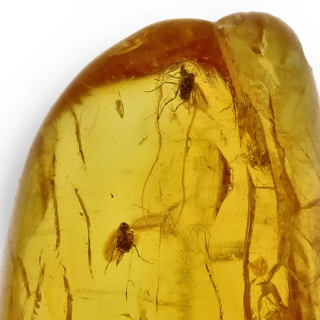 Get your Collector Baltic Amber Fossil with Ancient Insect Inclusion online now or in store at Forever Gems in Franschhoek, South Africa