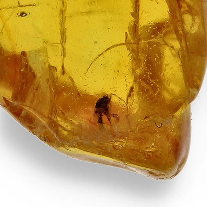 Get your Collector Baltic Amber Fossil with Ancient Insect Inclusion online now or in store at Forever Gems in Franschhoek, South Africa