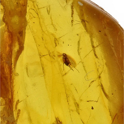 Get your Collector Baltic Amber Fossil with Ancient Insect Inclusion online now or in store at Forever Gems in Franschhoek, South Africa