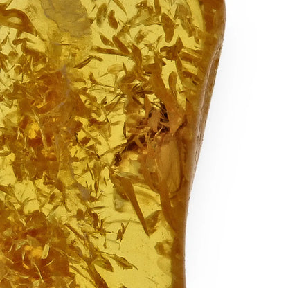 Get your Collector Grade Baltic Amber Insect Inclusion Fossil Europe online now or in store at Forever Gems in Franschhoek, South Africa