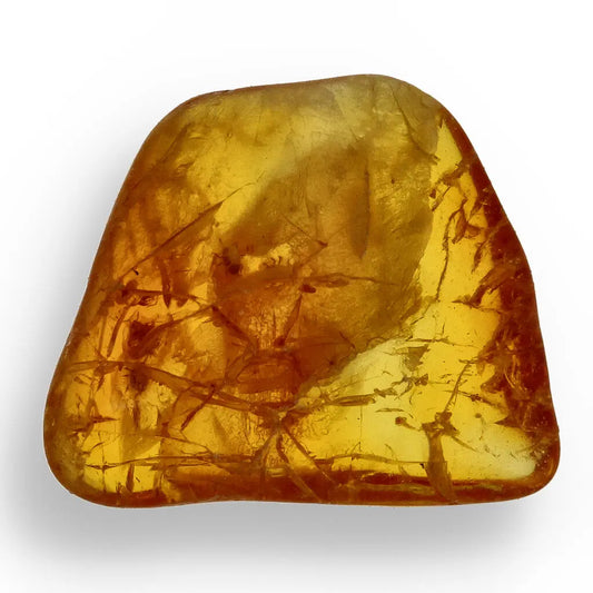 Get your Genuine Baltic Region Amber Fossil with Insect Inclusion online now or in store at Forever Gems in Franschhoek, South Africa