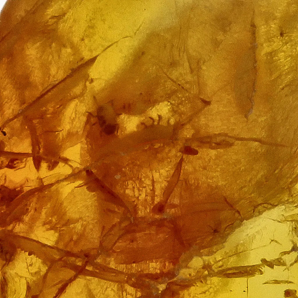 Get your Genuine Baltic Region Amber Fossil with Insect Inclusion online now or in store at Forever Gems in Franschhoek, South Africa