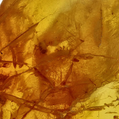 Get your Genuine Baltic Region Amber Fossil with Insect Inclusion online now or in store at Forever Gems in Franschhoek, South Africa