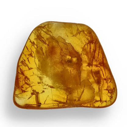 Get your Genuine Baltic Region Amber Fossil with Insect Inclusion online now or in store at Forever Gems in Franschhoek, South Africa