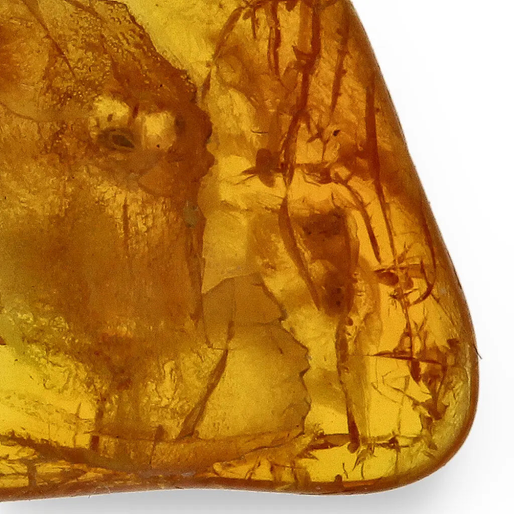 Get your Genuine Baltic Region Amber Fossil with Insect Inclusion online now or in store at Forever Gems in Franschhoek, South Africa