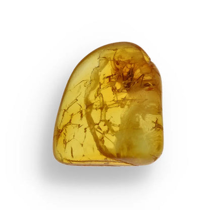 Get your Authentic Baltic Amber Fossil Insect Inclusion for Collectors online now or in store at Forever Gems in Franschhoek, South Africa