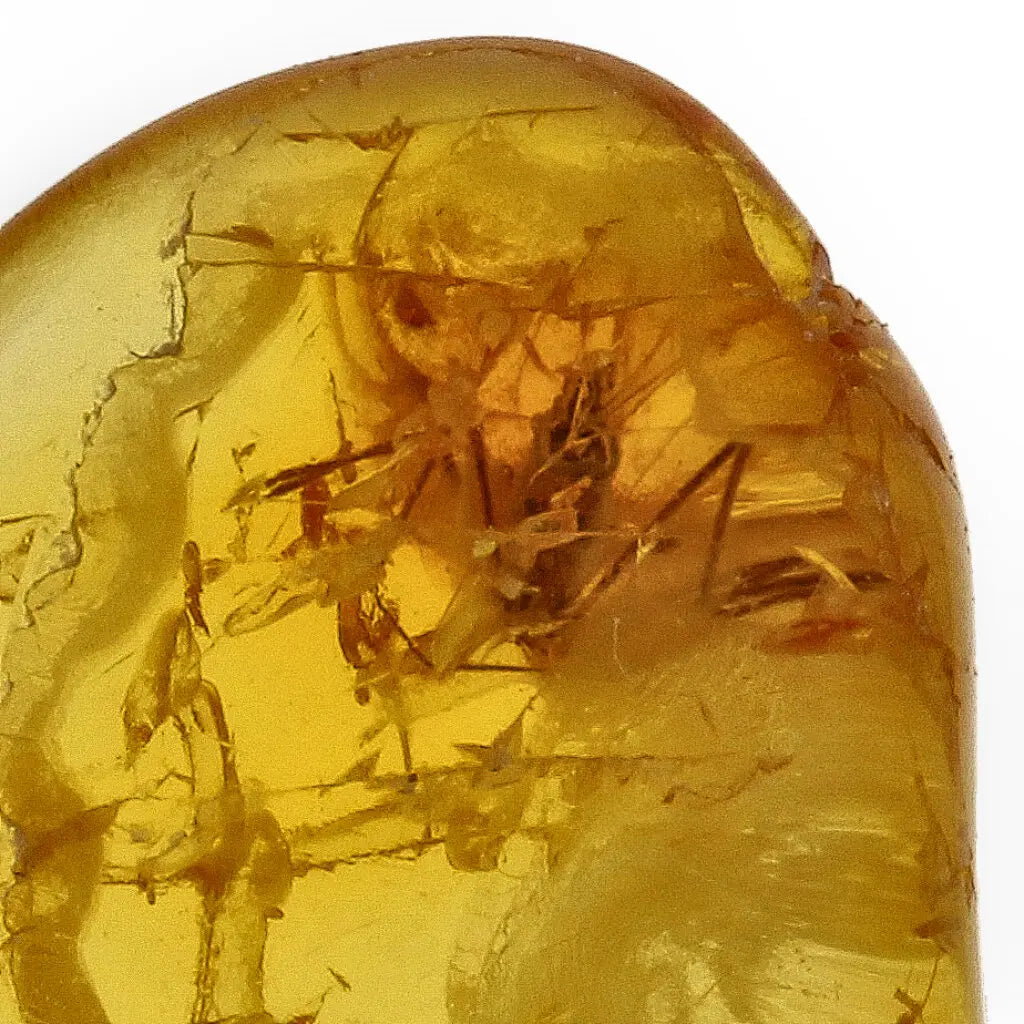 Get your Authentic Baltic Amber Fossil Insect Inclusion for Collectors online now or in store at Forever Gems in Franschhoek, South Africa