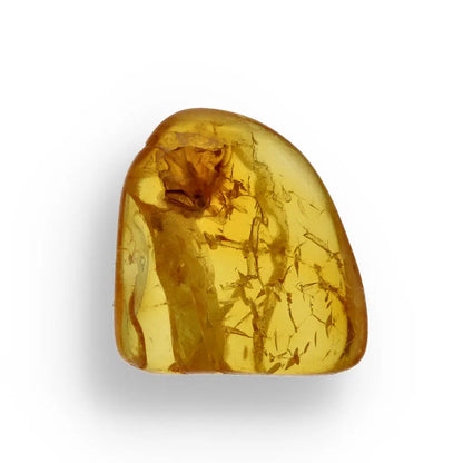 Get your Authentic Baltic Amber Fossil Insect Inclusion for Collectors online now or in store at Forever Gems in Franschhoek, South Africa