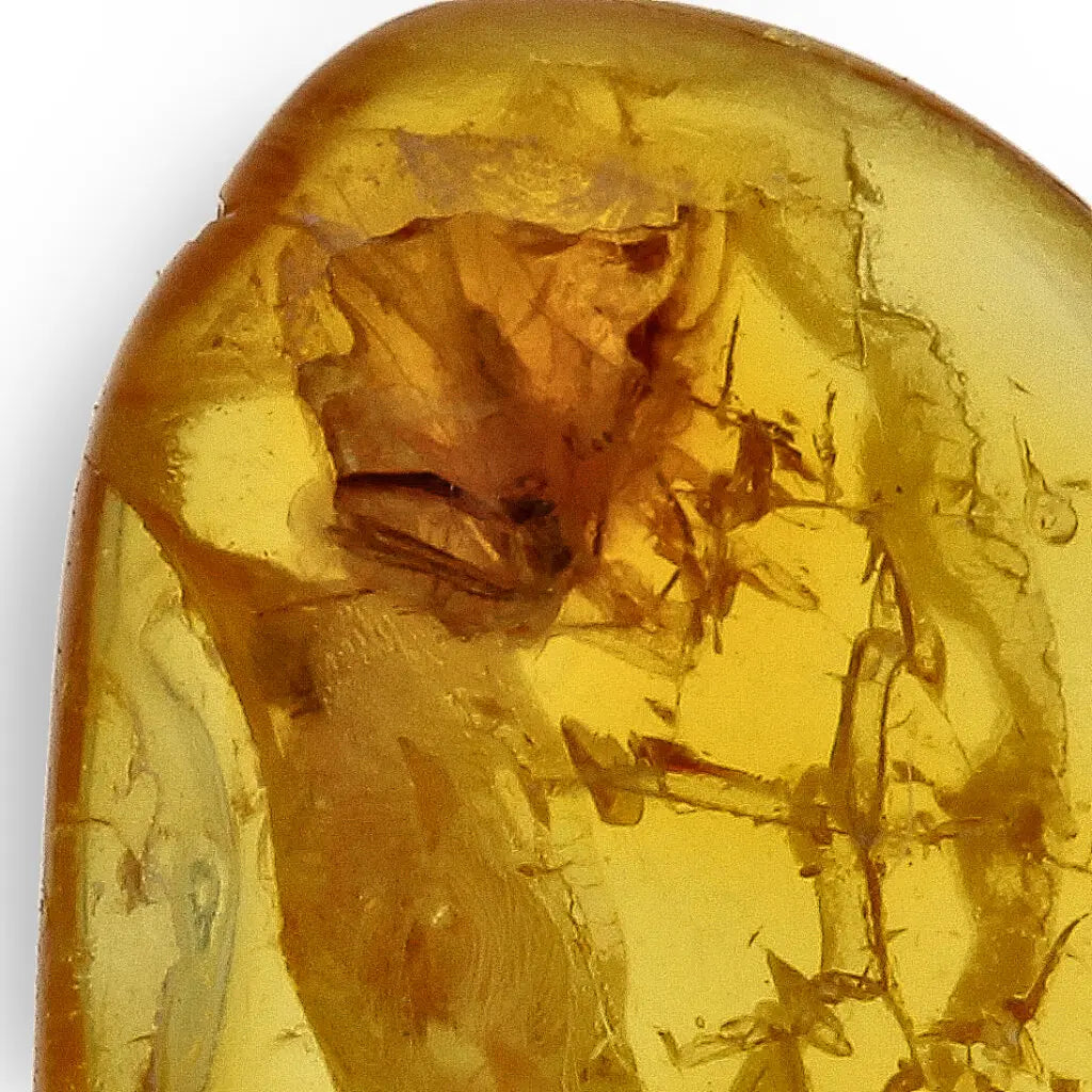 Get your Authentic Baltic Amber Fossil Insect Inclusion for Collectors online now or in store at Forever Gems in Franschhoek, South Africa