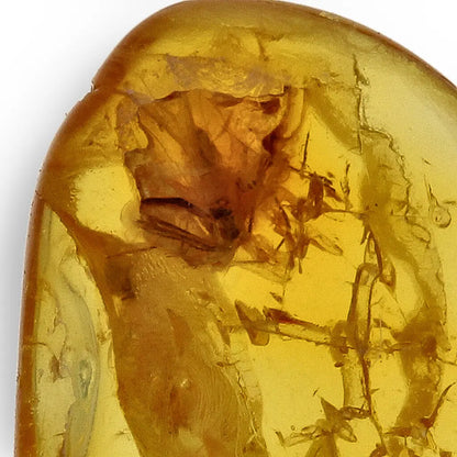 Get your Authentic Baltic Amber Fossil Insect Inclusion for Collectors online now or in store at Forever Gems in Franschhoek, South Africa