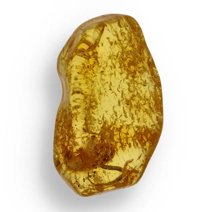 Get your European Baltic Amber Fossil with Naturally Preserved Insect online now or in store at Forever Gems in Franschhoek, South Africa