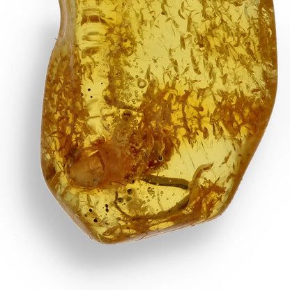 Get your European Baltic Amber Fossil with Naturally Preserved Insect online now or in store at Forever Gems in Franschhoek, South Africa