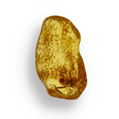Get your European Baltic Amber Fossil with Naturally Preserved Insect online now or in store at Forever Gems in Franschhoek, South Africa