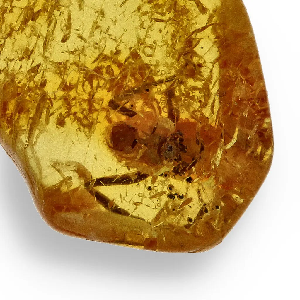 Get your European Baltic Amber Fossil with Naturally Preserved Insect online now or in store at Forever Gems in Franschhoek, South Africa