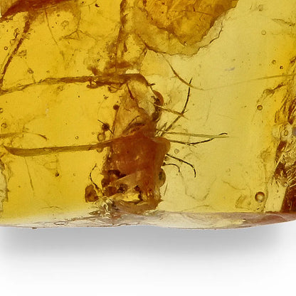 Get your Museum Quality Baltic Amber Fossil Insect Inclusion Europe online now or in store at Forever Gems in Franschhoek, South Africa