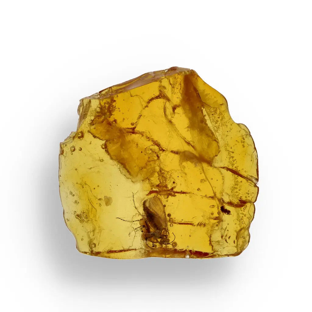 Get your Museum Quality Baltic Amber Fossil Insect Inclusion Europe online now or in store at Forever Gems in Franschhoek, South Africa