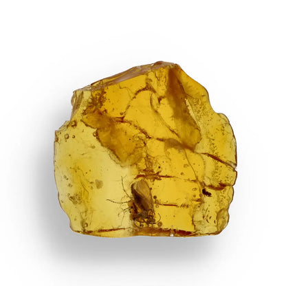 Get your Museum Quality Baltic Amber Fossil Insect Inclusion Europe online now or in store at Forever Gems in Franschhoek, South Africa