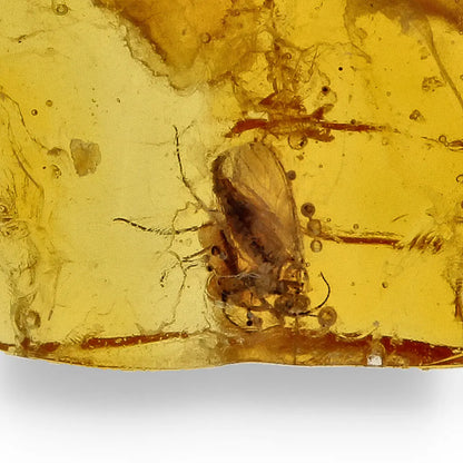 Get your Museum Quality Baltic Amber Fossil Insect Inclusion Europe online now or in store at Forever Gems in Franschhoek, South Africa