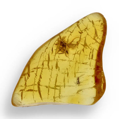 Get your True Baltic Amber Fossil from Lithuania with Insect Inclusion online now or in store at Forever Gems in Franschhoek, South Africa