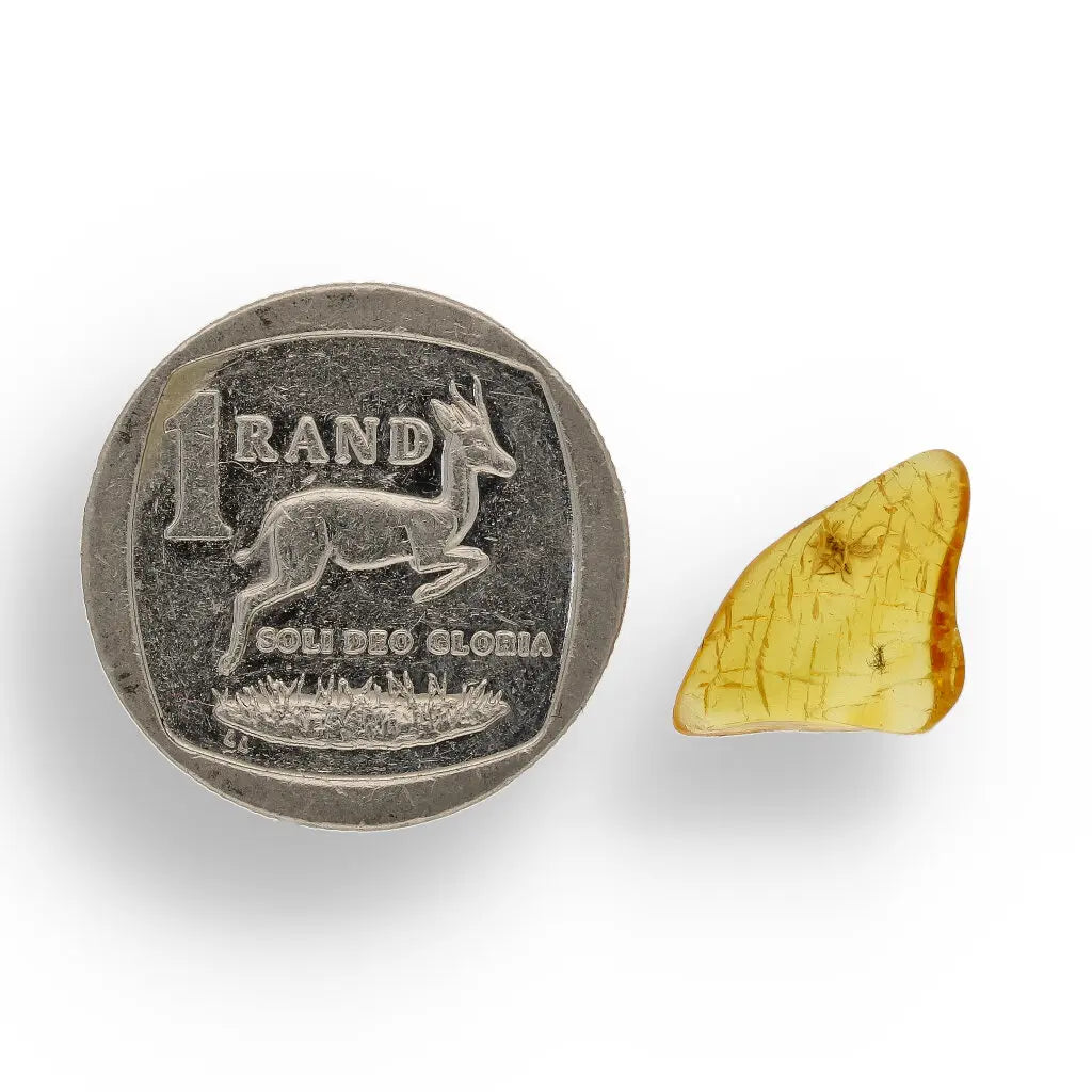 Get your True Baltic Amber Fossil from Lithuania with Insect Inclusion online now or in store at Forever Gems in Franschhoek, South Africa