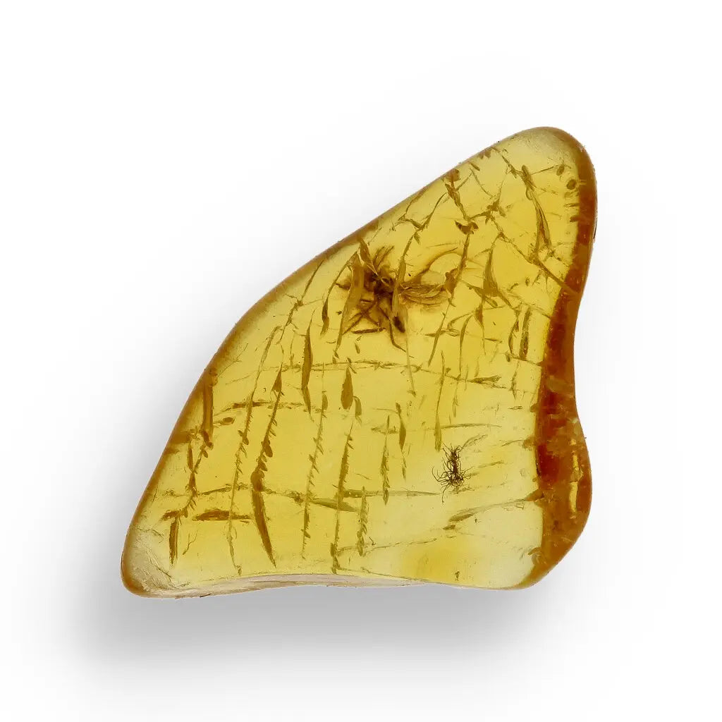 Get your True Baltic Amber Fossil from Lithuania with Insect Inclusion online now or in store at Forever Gems in Franschhoek, South Africa