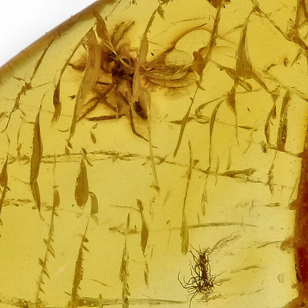 Get your True Baltic Amber Fossil from Lithuania with Insect Inclusion online now or in store at Forever Gems in Franschhoek, South Africa