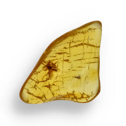 Get your True Baltic Amber Fossil from Lithuania with Insect Inclusion online now or in store at Forever Gems in Franschhoek, South Africa