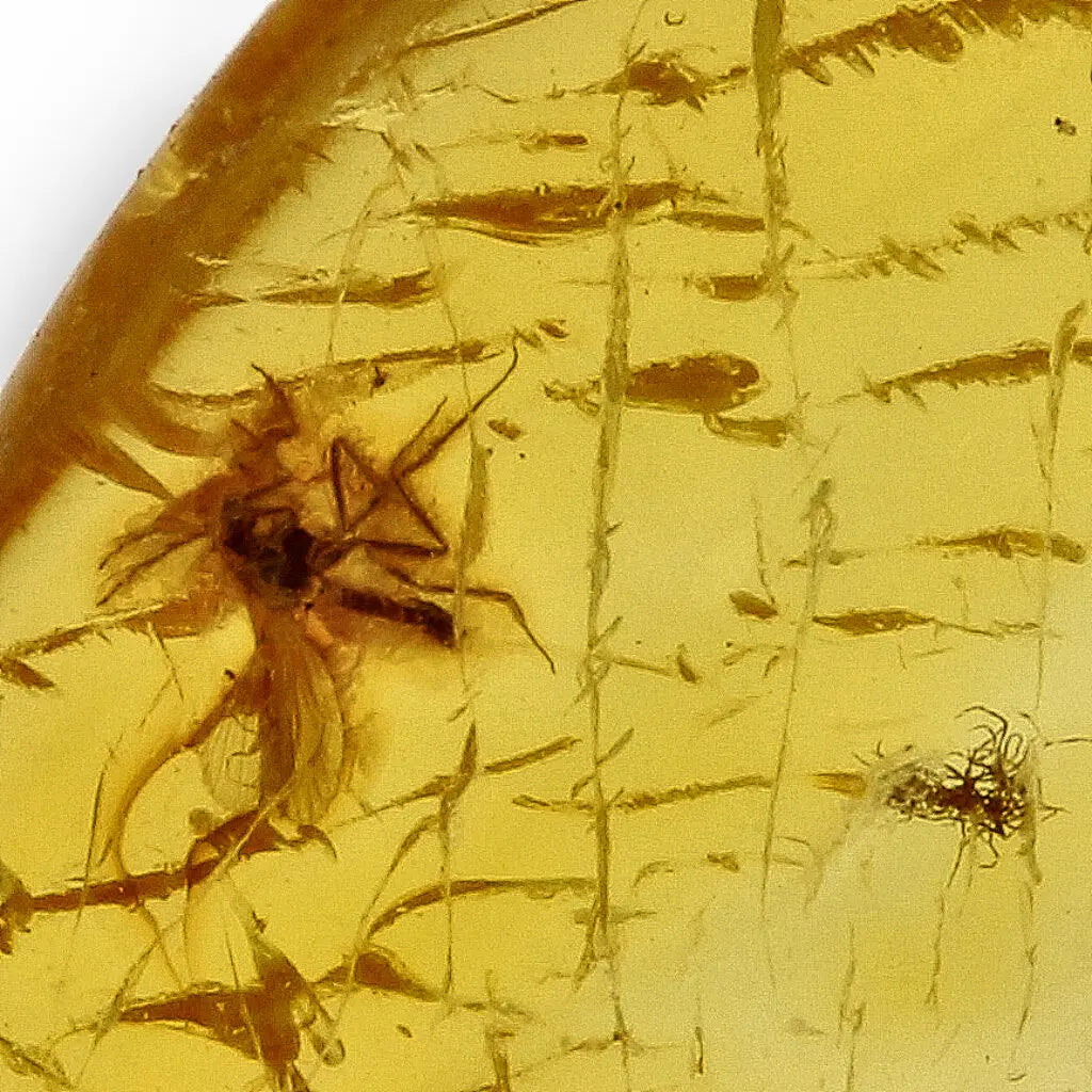 Get your True Baltic Amber Fossil from Lithuania with Insect Inclusion online now or in store at Forever Gems in Franschhoek, South Africa