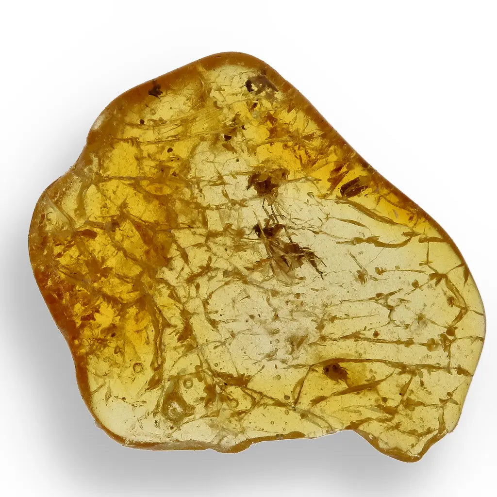 Get your Authentic Baltic Amber Insect Fossil from the European Region online now or in store at Forever Gems in Franschhoek, South Africa