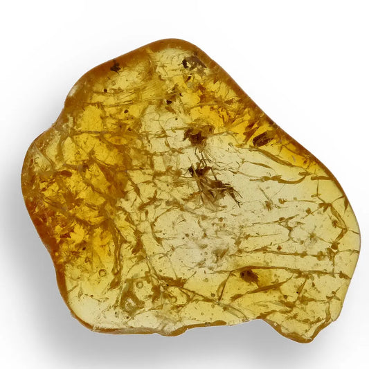 Get your Authentic Baltic Amber Insect Fossil from the European Region online now or in store at Forever Gems in Franschhoek, South Africa