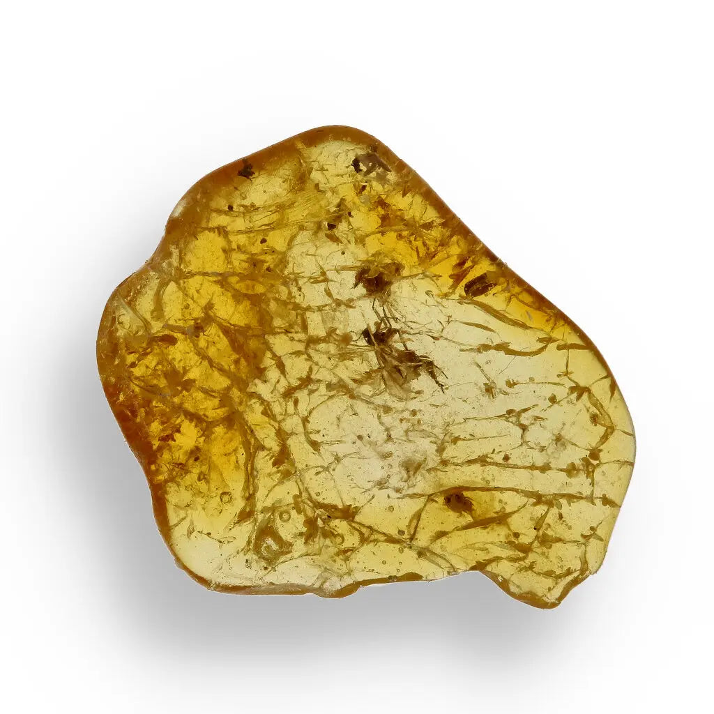 Get your Authentic Baltic Amber Insect Fossil from the European Region online now or in store at Forever Gems in Franschhoek, South Africa