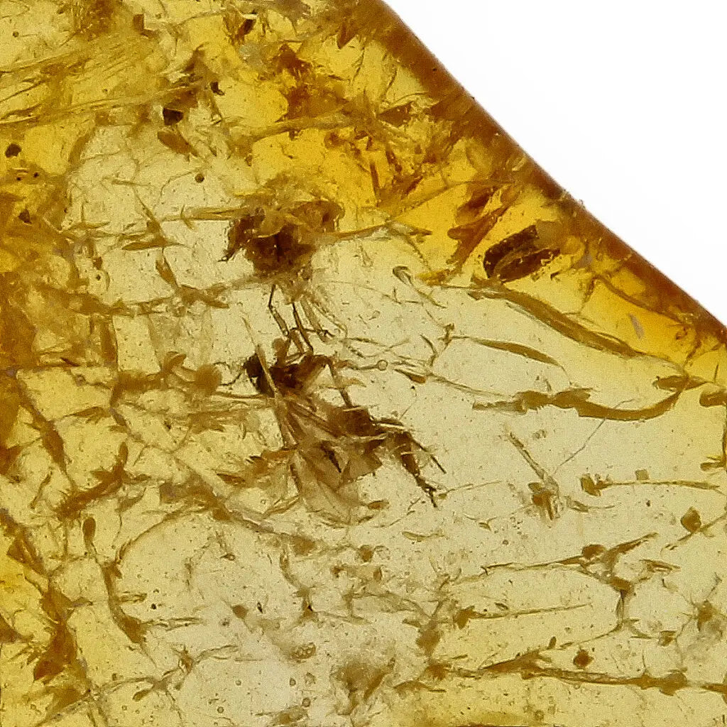 Get your Authentic Baltic Amber Insect Fossil from the European Region online now or in store at Forever Gems in Franschhoek, South Africa