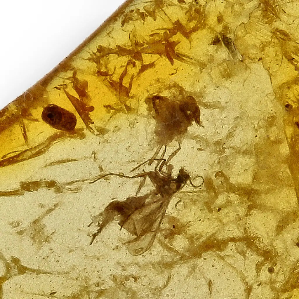 Get your Authentic Baltic Amber Insect Fossil from the European Region online now or in store at Forever Gems in Franschhoek, South Africa