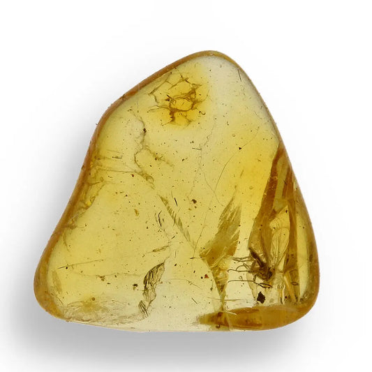 Get your Natural Baltic Amber Fossil Preserving Ancient Insect Life online now or in store at Forever Gems in Franschhoek, South Africa