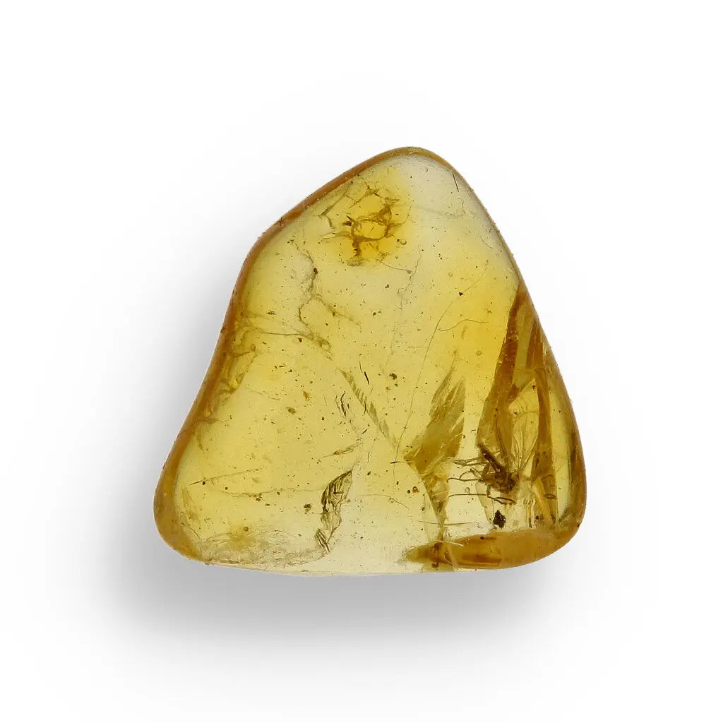 Get your Natural Baltic Amber Fossil Preserving Ancient Insect Life online now or in store at Forever Gems in Franschhoek, South Africa
