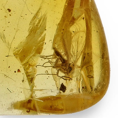 Get your Natural Baltic Amber Fossil Preserving Ancient Insect Life online now or in store at Forever Gems in Franschhoek, South Africa