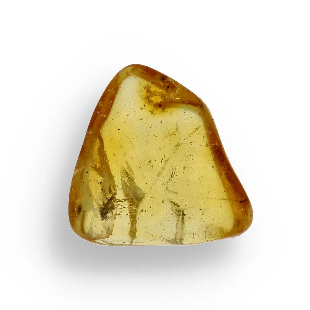 Get your Natural Baltic Amber Fossil Preserving Ancient Insect Life online now or in store at Forever Gems in Franschhoek, South Africa