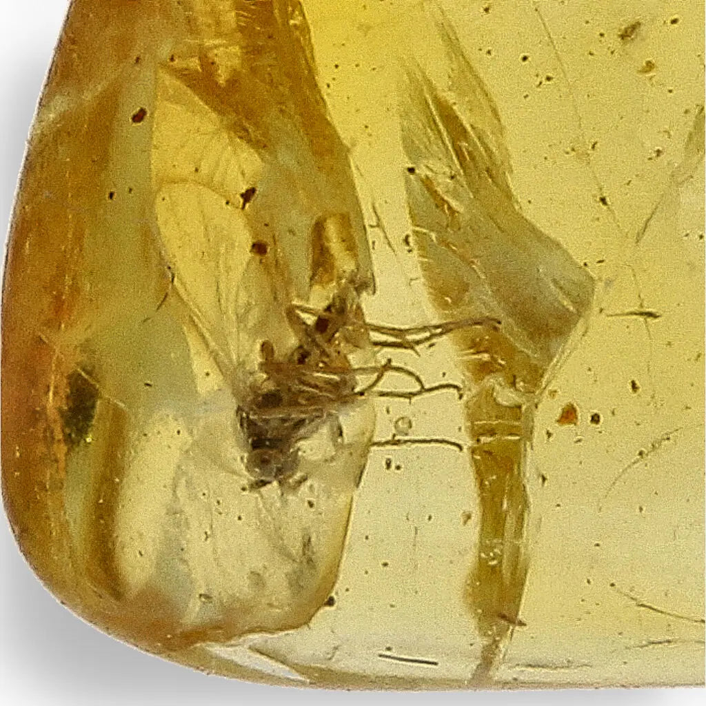 Get your Natural Baltic Amber Fossil Preserving Ancient Insect Life online now or in store at Forever Gems in Franschhoek, South Africa