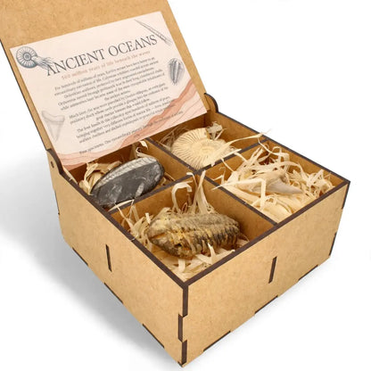 Get your Ancient Oceans Fossil Gift Box online now or in store at Forever Gems in Franschhoek, South Africa
