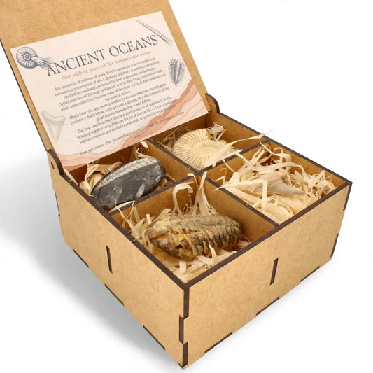 Ancient Oceans Fossil Gift Box