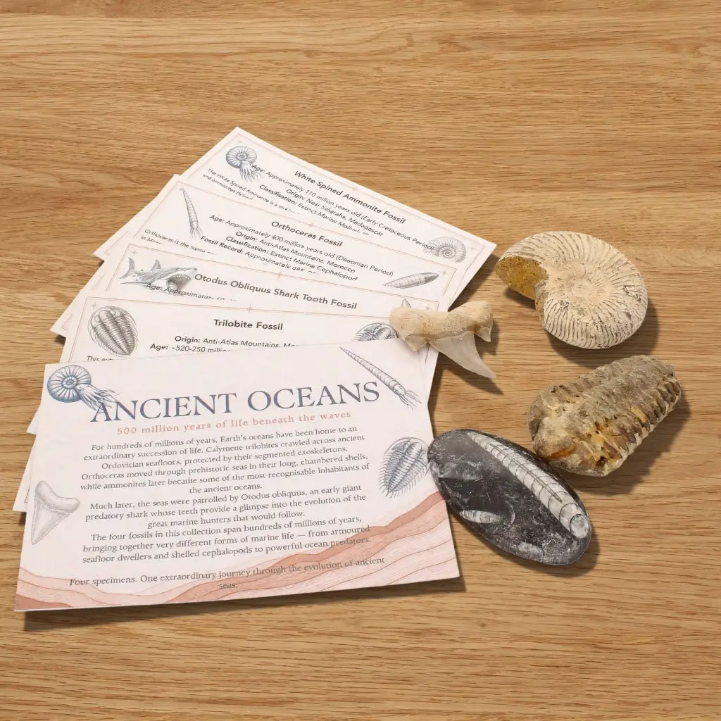 Get your Ancient Oceans Fossil Gift Box online now or in store at Forever Gems in Franschhoek, South Africa