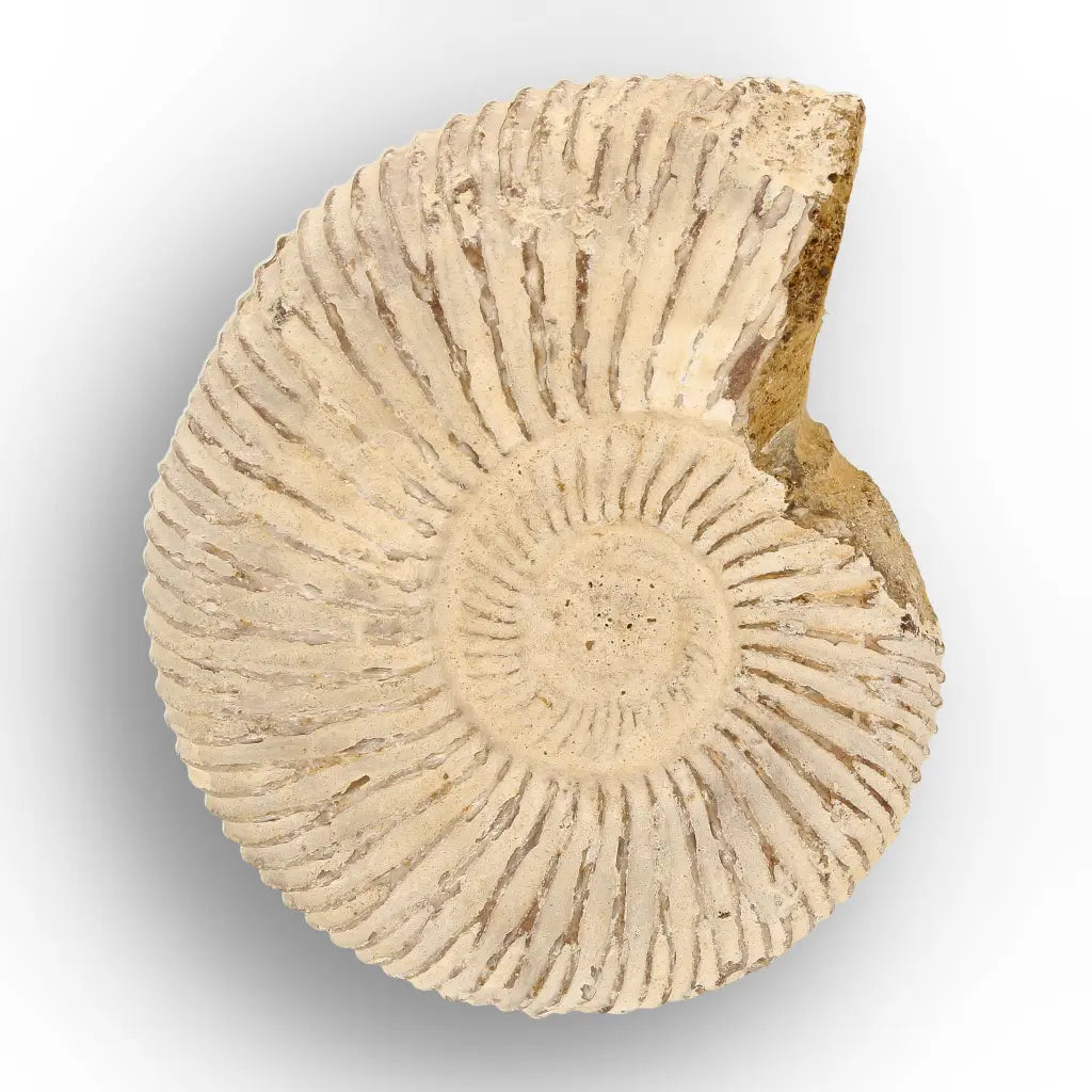 Get your Ancient Oceans Fossil Gift Box online now or in store at Forever Gems in Franschhoek, South Africa