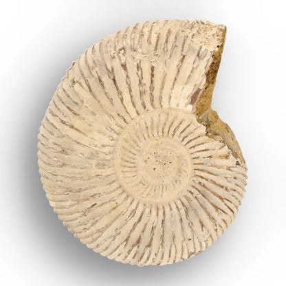 Get your Ancient Oceans Fossil Gift Box online now or in store at Forever Gems in Franschhoek, South Africa