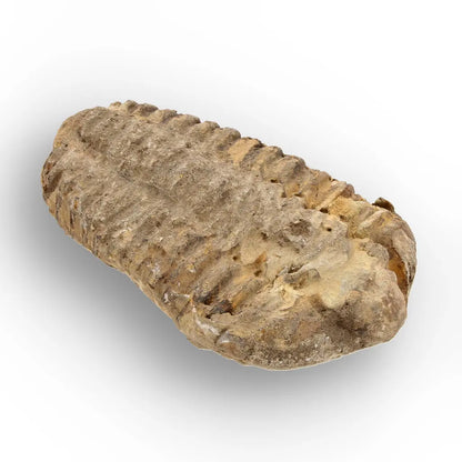 Get your Ancient Oceans Fossil Gift Box online now or in store at Forever Gems in Franschhoek, South Africa