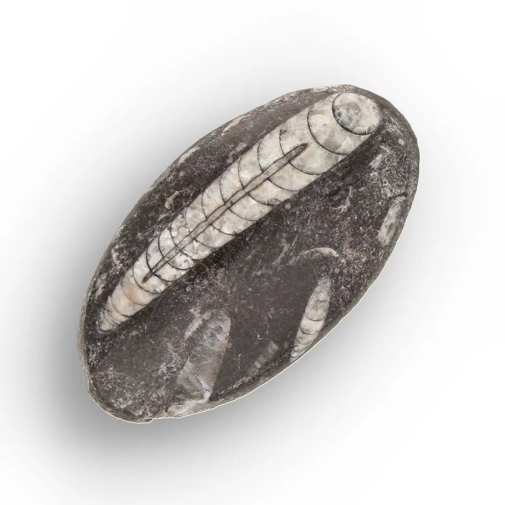Get your Ancient Oceans Fossil Gift Box online now or in store at Forever Gems in Franschhoek, South Africa