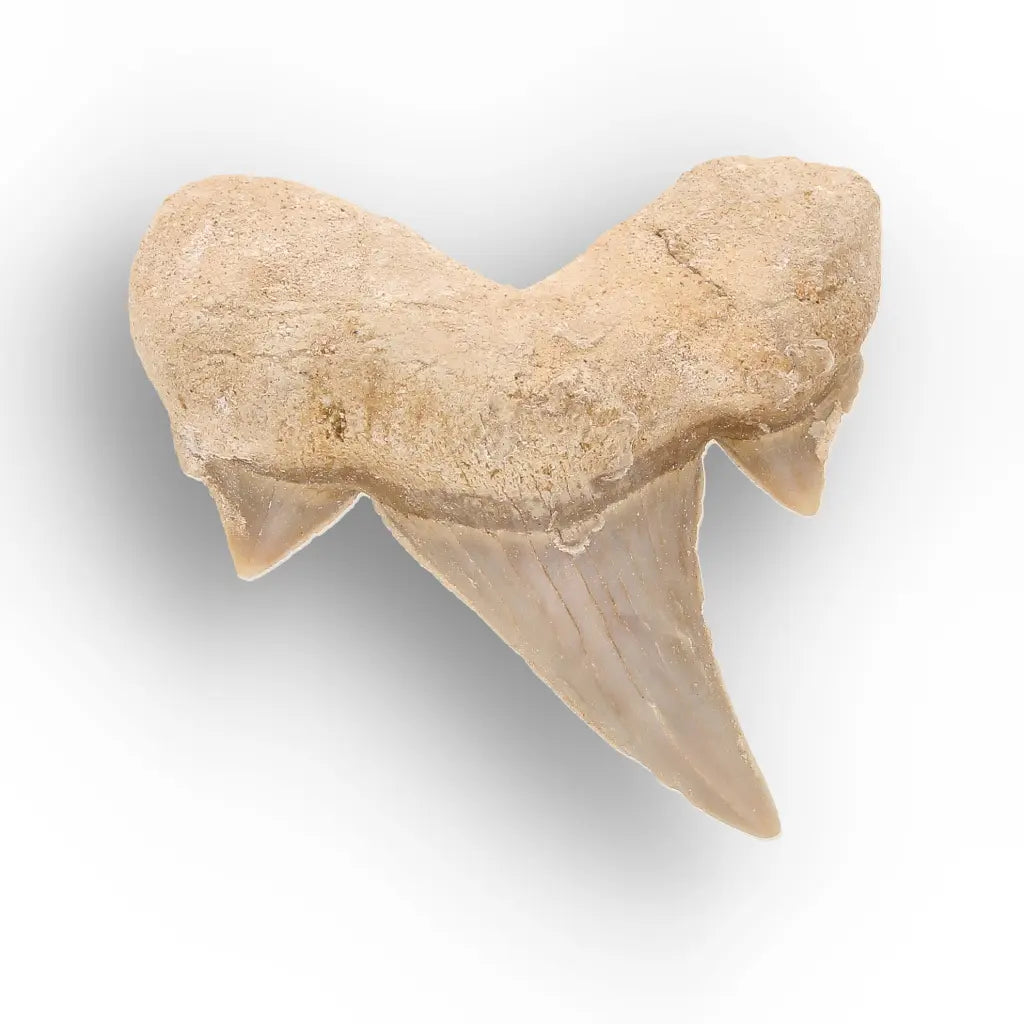 Get your Ancient Oceans Fossil Gift Box online now or in store at Forever Gems in Franschhoek, South Africa