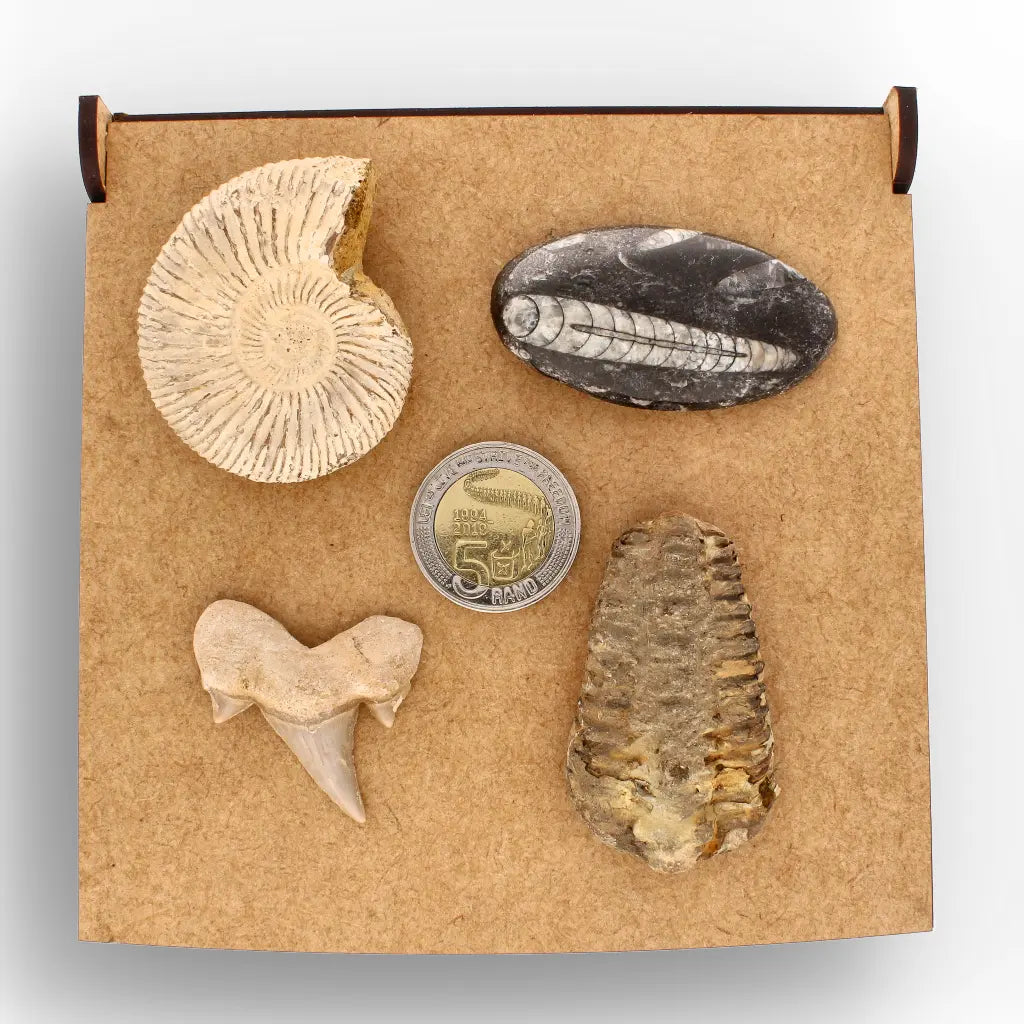 Get your Ancient Oceans Fossil Gift Box online now or in store at Forever Gems in Franschhoek, South Africa