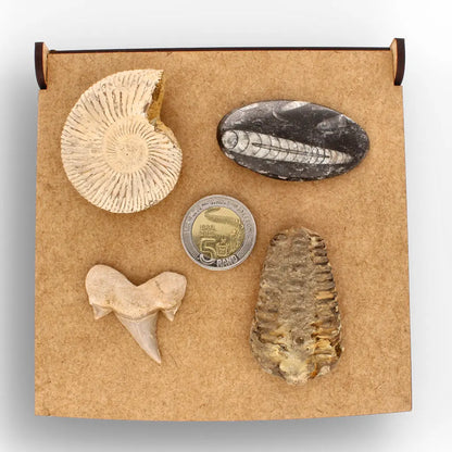 Get your Ancient Oceans Fossil Gift Box online now or in store at Forever Gems in Franschhoek, South Africa