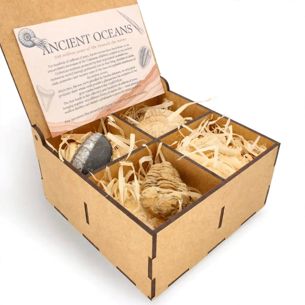 Get your Ancient Oceans Fossil Gift Box online now or in store at Forever Gems in Franschhoek, South Africa
